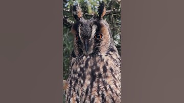 Owl🦉, Long- eared owl🪶, Waldohreule