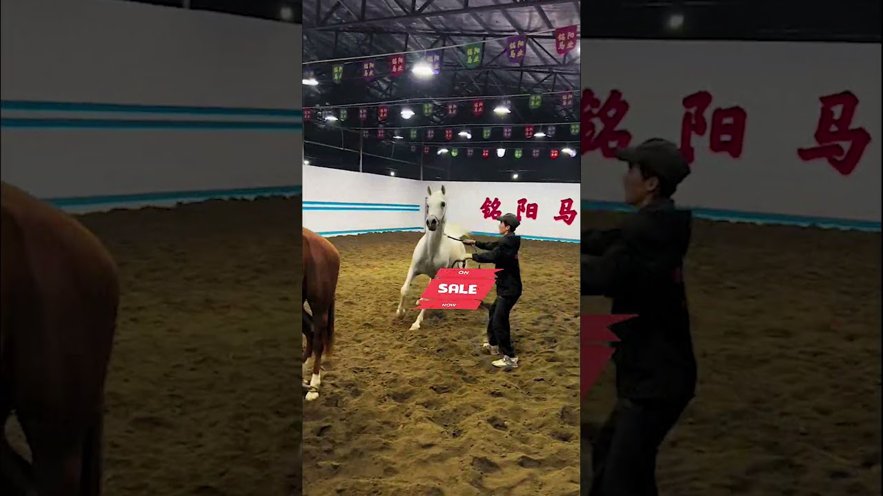 Former youth horse will start working soon!