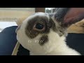 奪い取りたいうさぎ　VS　取られたくない人　#うさぎ　#rabbit　#レッキス　#rex #シロチャ