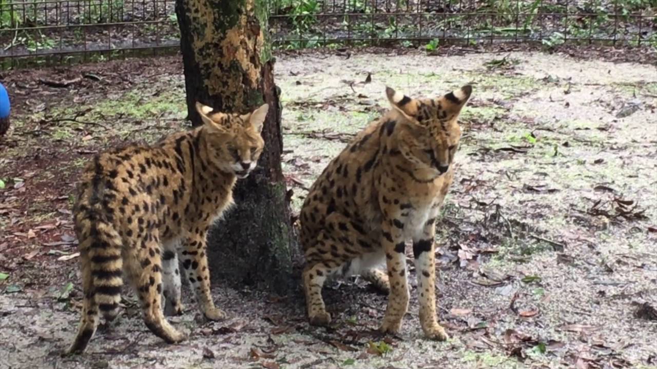 zimbarella Zimba and Zouletta Serval Reuninion