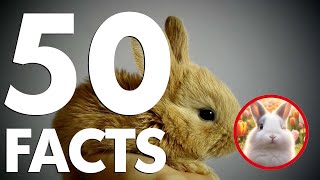 50 Fascinating Facts About Rabbits That Will Make You Want One