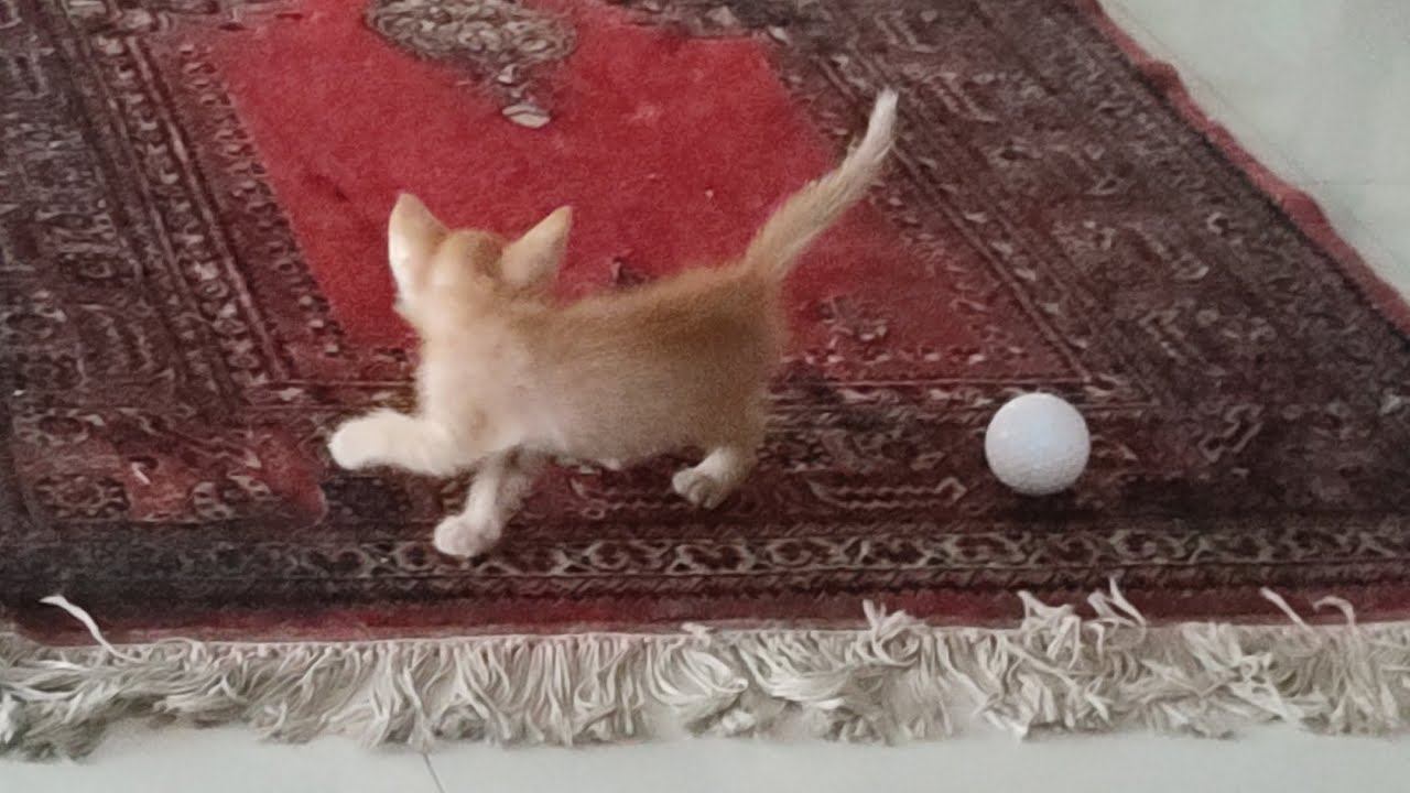 Sweet tiny kitten hopping and playing YouTube