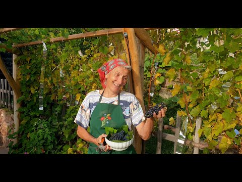 Wimmen: lustige Weinlese