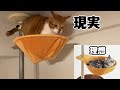 新しいキャットタワーの頂上で困った猫