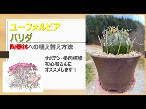 多肉植物 ユーフォルビア バリダ の植替え 性質 育て方 Youtube