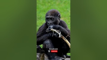 Facts about wild monkey . #facts #wild #monkey #short