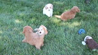 Miniature Goldendoodle Puppies for Sale