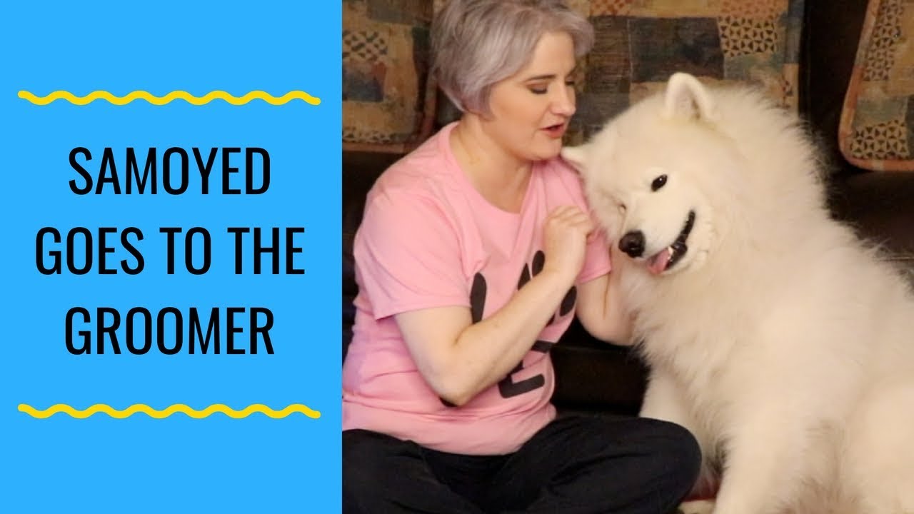 Reasons To Have Your Samoyed Professionally Groomed - YouTube