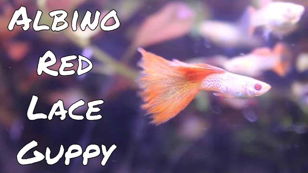Showcasing Albino Red Lace Guppies YouTube