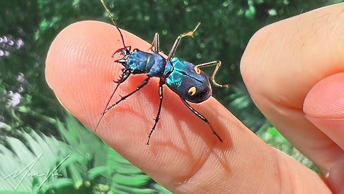 The Devil's Coach Horse Beetle 