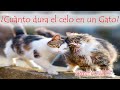 ¿Cuánto dura el celo en un Gato Macho y en una Hembra? Síntomas, frecuencia , duración