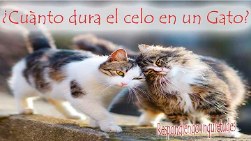 ¿Cuántas veces se aparean los gatos al día?