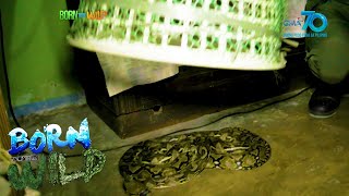 Born to be Wild: Rescuing a reticulated python in a laundry basket