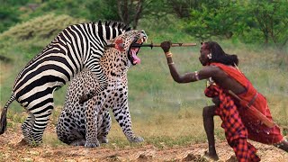 Unbelievable! Maasai Aborigines Clever To Use This Method To Save Zebra From Leopard, Lion, Wild Dog