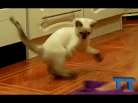 Funny cats washing the dishes, floor.  Compilation. Кот моет пол, посуду. Смешная подборка. Katze.