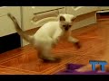 Funny cats washing the dishes, floor.  Compilation. Кот моет пол, посуду. Смешная подборка. Katze.