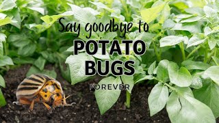 No More Potato Bugs | Growing Potatoes Organically
