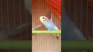 beautiful budgie chick shorts budgies