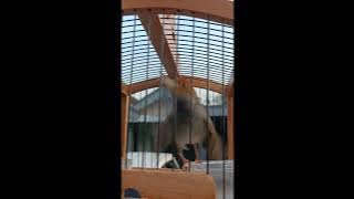 suara PIKAT PRENJAK GACOOOOOR❗❗❗