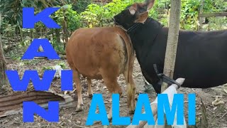 PERKAWINAN ALAMI SAPI LIMOUSIN v.s SAPI SIMENTAL ..