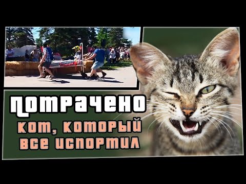 Кот, который все испортил | ПОТРАЧЕНО | приколы