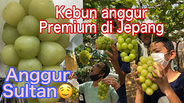 KEBUN ANGGUR PREMIUM DI JEPANG || PANEN ANGGUR SULTAN