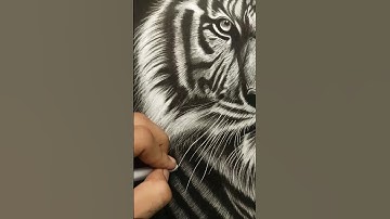 Tiger drawing with charcoal pencil ✨😌 #satisfying #shorts #viral