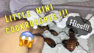 Mini HISSING COCKROACHES followed me home today !!!
