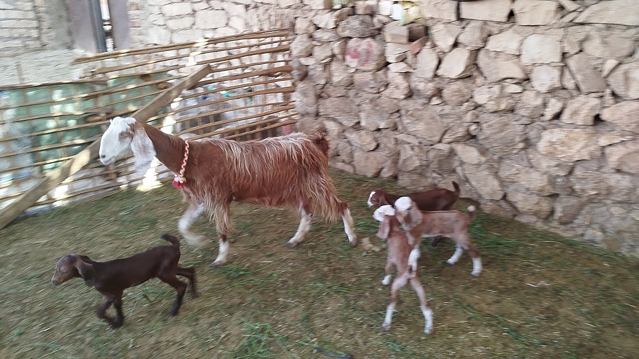 عروض النوادر معزة زاربي والد اربع توائم سلالات عاليه بأقل الاسعار (٠١١٥٧٧٩٠٦٠١)#عروض_بيع_الماعز 