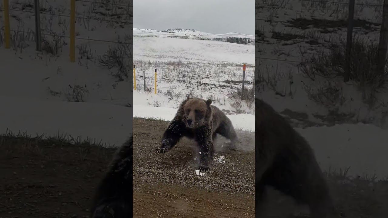 Grizzly Bear With Cubs Charges Truck On Rural Road ViralHog