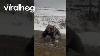 Grizzly Bear With Cubs Charges Truck On Rural Road || Viralhog