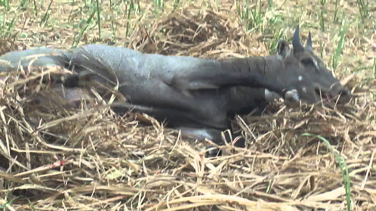 Wild Neel Horse Hunting India 