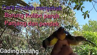 cara mudah menjebak burung Kolibri paruh panjang dan paruh pendek.