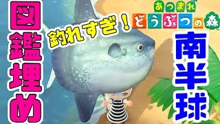 【あつ森/生放送】レア魚狙い！夜も働け！どうぶつの森 【あつまれどうぶつの森/switch】実況