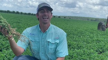 Facts From the Field – Boron on Peanuts