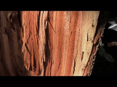 Video: Apple Wood: Properties And Applications. What Can Be Done From A Sawn Apple Tree Trunk?