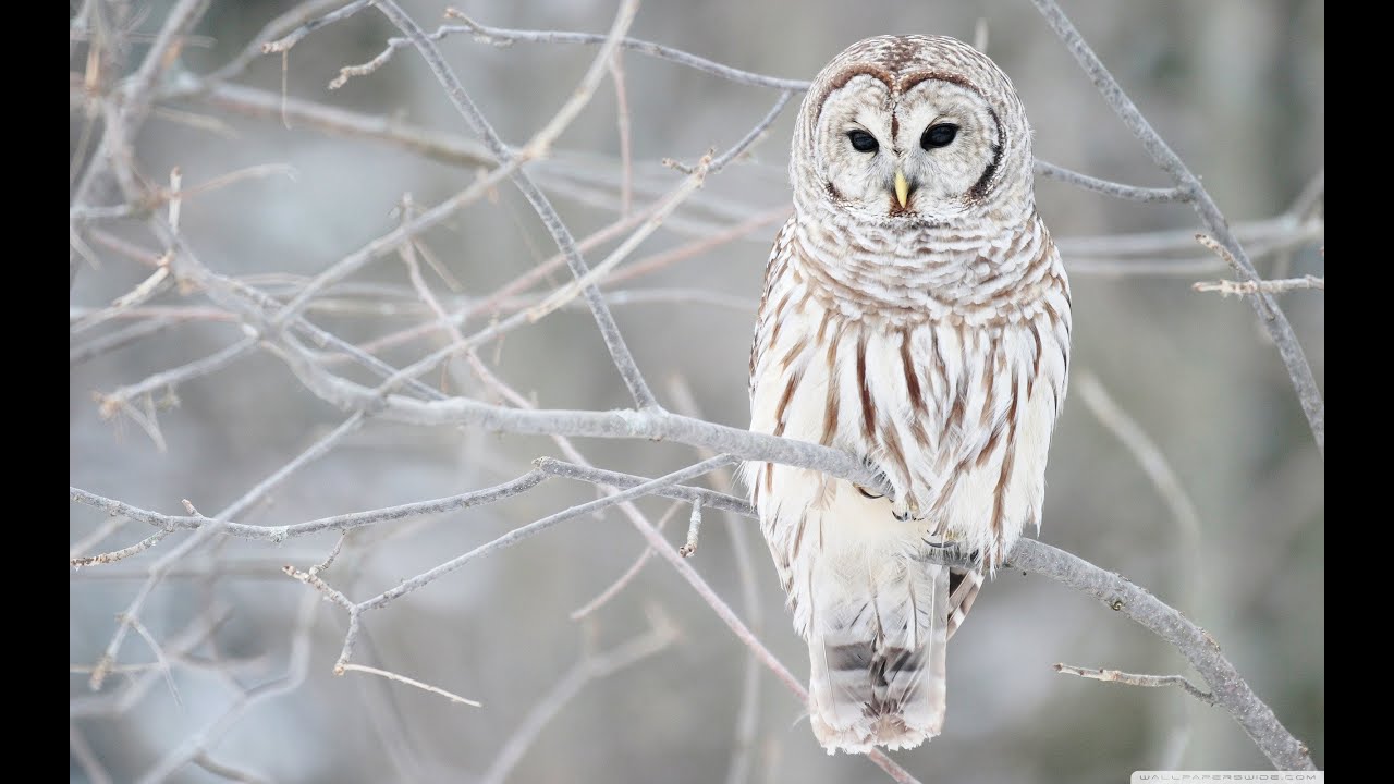 世界一可愛い生き物はフクロウに決定したんだけど異論ある 後編 Youtube