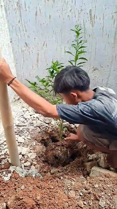 Cara mutasi pohon jeruk nagami