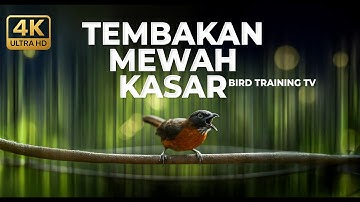 Tepus Kepala Abu Abu Gacor Panjang Masteran Viral Kasar Untuk Masteran Murai Batu dan Cucak Ijo