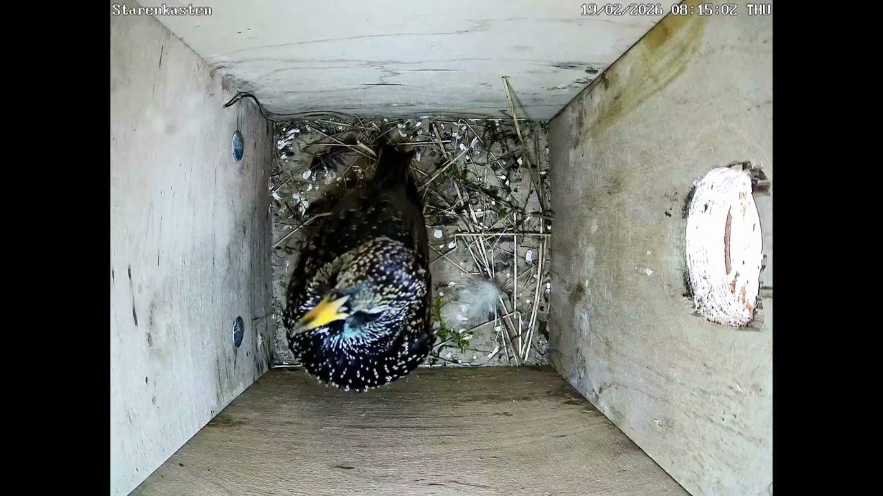 Die ersten Stare 2026 sind da