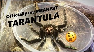 This TARANTULA is 100x more PISSED OFF than Pissy, the ANGRY “Cobra” !!!