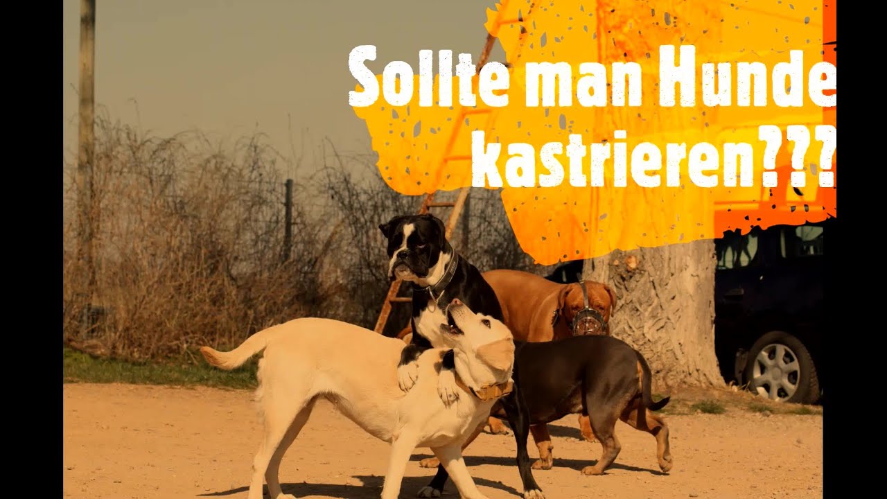 Kastration Ja oder Nein?? Hundetrainer Steve Kaye beantwortet die Frage ...