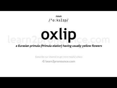 Video: Ano Ang Oxlips - Matuto Tungkol sa Oxlip Primrose Plant