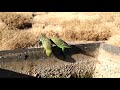 Bush Budgies and Finches Central Australia
