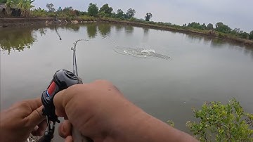 Chuyến đi câu cá chẽm ở Lý nhơn cần giờ đóng cá mỏi tay luôn |Lure |Fishing