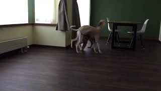 大型犬がすべらない床材を試す