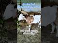 Give this Food to Goats to Increase their Weight | ଛେଳି ର ଓଜନ ବୃଦ୍ଧି ପାଇଁ ଏହି ଖାଦ୍ୟ ଦିଅନ୍ତୁ