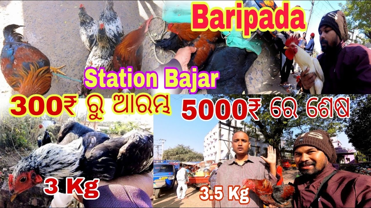 ଦେଶି କୁକୁଡ଼ା ହାଟ ବାରିପଦା // Station Bajar Hata Baripada#viralvideo  @RajatPatra 