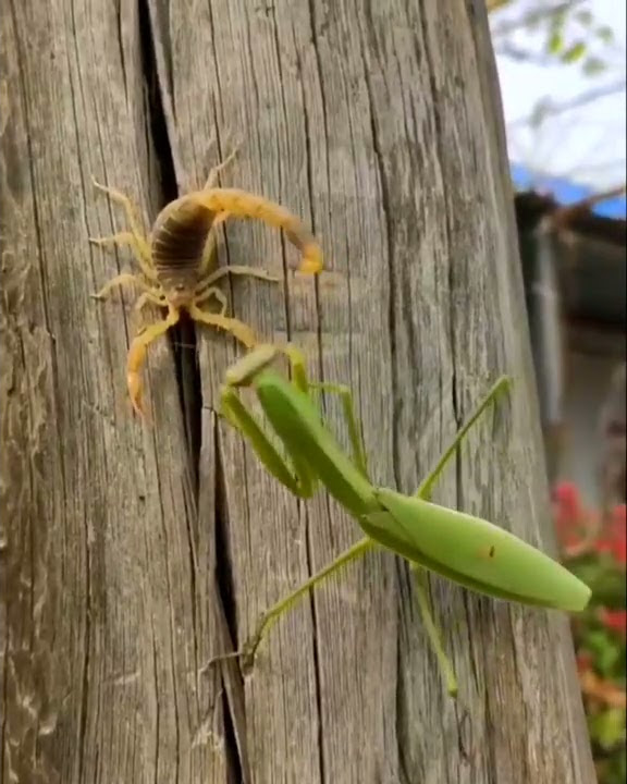 Praying Mantis Vs Scorpion Which One is Powerful?