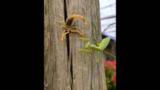 Praying Mantis Vs Scorpion Which One is Powerful?